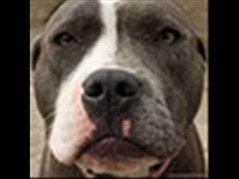 staffie
