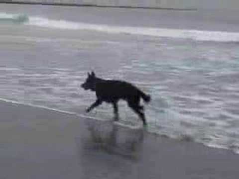 Murphy op Hoek van Holland