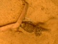 Desert Horned Lizard digging