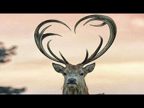 Shemael – Animals – The Living Water