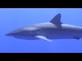 Longimanus, Weisspitzenbaby- und Seidenhai