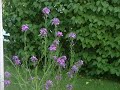 Blommor och Trägård Blommor och Trägård