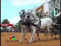 FERIA CABALLO 5 DE 7. ENGANCHE COMPETICÓN-POSTA FERIA CABALLO 5 DE 7. ENGANCHE COMPETICÓN-POSTA