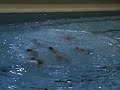 synchro