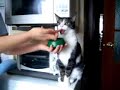 gif - img197.imageshack.us cat funny zombie kitten kittie eat fun zomby cat zomby brains omg Kater masculin, Katze féminin cat هر (hirr) , هرة (hirra) կատու (katou) (hirra) féminin mace féminin gatu jakuma pushi বিড়াল ; িবলাড় kazh котка féminin 猫 고양이 (go.yængi) gattu gato masculin kato dadi ğhat ghjattu kapa ; pusi બિલાડી féminin, બિલાડો masculin γάτα (gata) chat बिल्ली féminin (billî), बिल्ला masculin (billâ) kucing köttur gatto masculin 猫 , (ねこ neko) キャット (kyatto) niau jangwe माज़रा pisik gatt मांजरी ɡɔ́nɛ̌ писикэ (pisikă) poes cat (en jersiais) cat гӕды (gædy) بيلی biḷāla بيلی ਬਿੱਲੀ گربه gat گربه kot gato masculin, gata féminin cat pisică ţiţây ; mâçka кот munninnu gattu mushi, haila katse paka гурба (gurba) ; пишак (pišak) பூனை kočka పిల్లి kedi gato tchèt , cat masculin, tchat masculin muus ; wundu ikati Kater masculin tomcat kazh gato kocour Katze féminin cat kat felino katinas katė macë kitte gatz catua kotka gat eesa miu or mau bushi kocka kat or poes cat for the word 