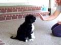 Barley the PWD at nine weeks old... sit, high 5 and down