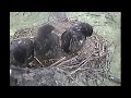 Decorah Eagles Turn Heads Sideways & Scree 5-31-12