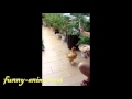 Chicken eating noodles 