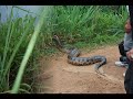 Cobra Sucuri na Usina do Rio Madeira
