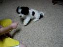 Good dog!!!~cobi jones