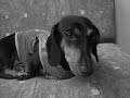 confissões de uma dachshund
