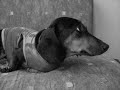confissões de uma dachshund