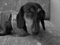 confissões de uma dachshund