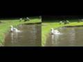 3D Cross Eye Free View Clips