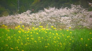 霧島市　桜が満開（天気が良くなります）