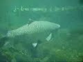 karper onderwater filmpje karper onderwater filmpje