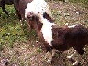 Mother  Daughter