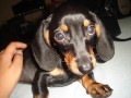Pipa, a daschund mais linda do mundo!