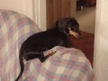 Pipa, a daschund mais linda do mundo!
