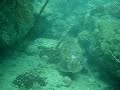 Cuttle Fish Mating Season in Kuching Dive Site