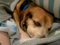 Beagle video