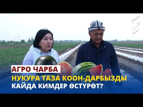 Нукура таза коон-дарбызды кайда кимдер өстүрөт? | Агро Чарба