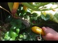 Harvesting Video
