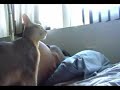 kitten