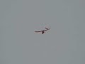 Aerobird Challenger With Skis On
