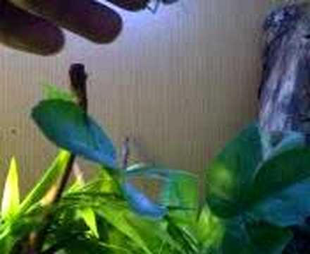 Veiled chameleons