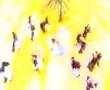free music video Donny Osmond free music video