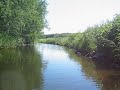the jungle