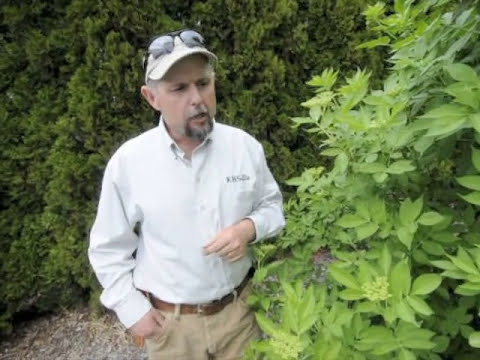 how to grow elderberries