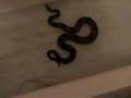 Red-Tail-Boa-A-Water