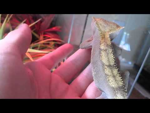 how to get rid gecko