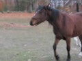 Horse Side Pass, Teaching In Hand