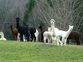 INCREDIBLE BIGFOOT FOOTAGE