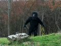 INCREDIBLE BIGFOOT FOOTAGE INCREDIBLE BIGFOOT FOOTAGE