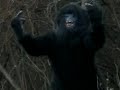 INCREDIBLE BIGFOOT FOOTAGE