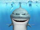 Crazy_Shark