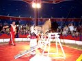 Amelie Ziegen im Zirkus Zaretti Amelie Ziegen im Zirkus Zaretti