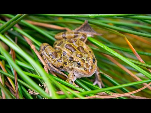 YouTube reptile video