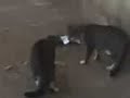 Fadihat Le Chat