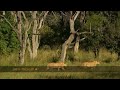 Lionesses hunt in windy conditions