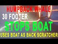 Scuba Diving Oahu - Whales