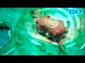 UPDATED Zhu Zhu Pets Ad