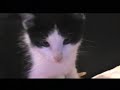 my kitten drinking milk