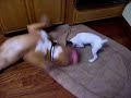 French Mastiff VS. Jack Russell  dogue de bordeaux