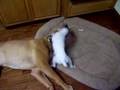 French Mastiff VS. Jack Russell dogue de bordeaux
