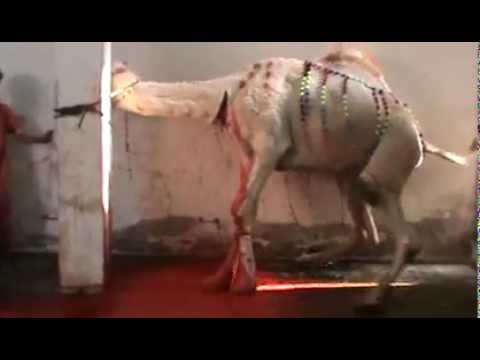 camel qurbani -